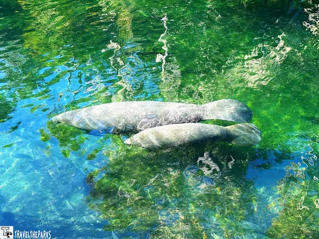Two manatees swimming at Blue Springs State park in clear, green-tinted water with submerged vegetation and light reflections.