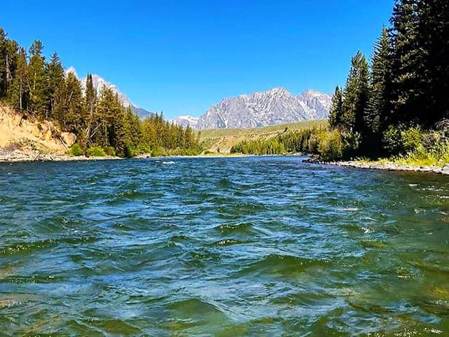 Snake River flowing through a forested area with distant mountains under a clear blue sky. Jackson gateway to Grand Teton National park.