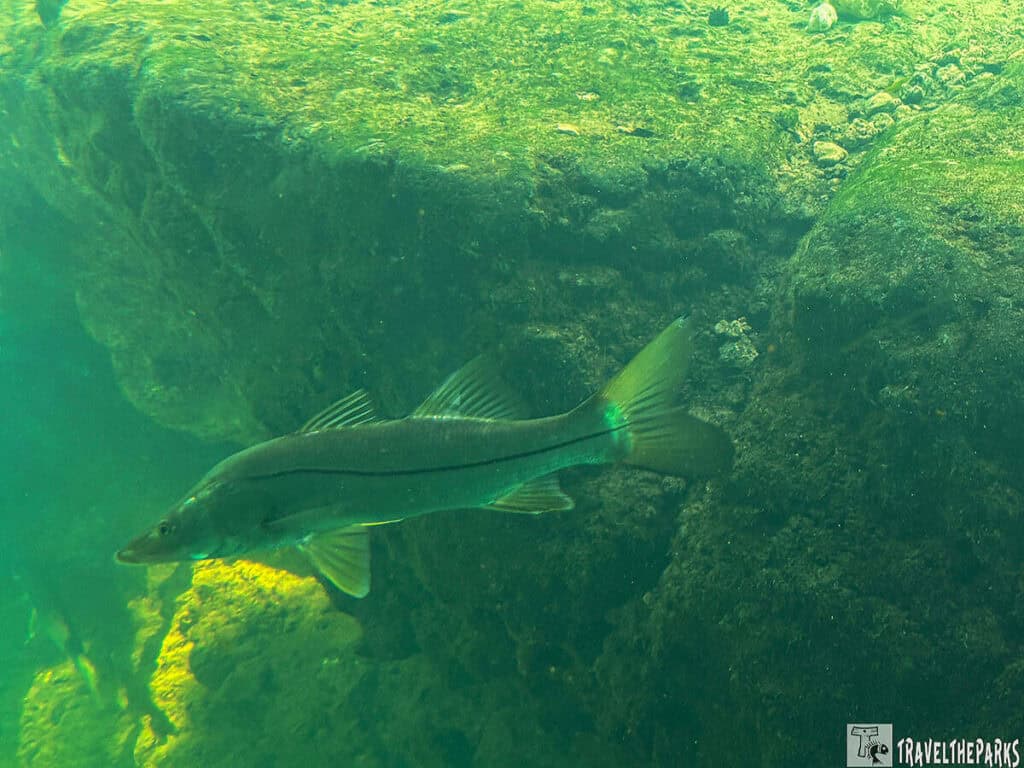 Fish swimming underwater near algae-covered rocks.

