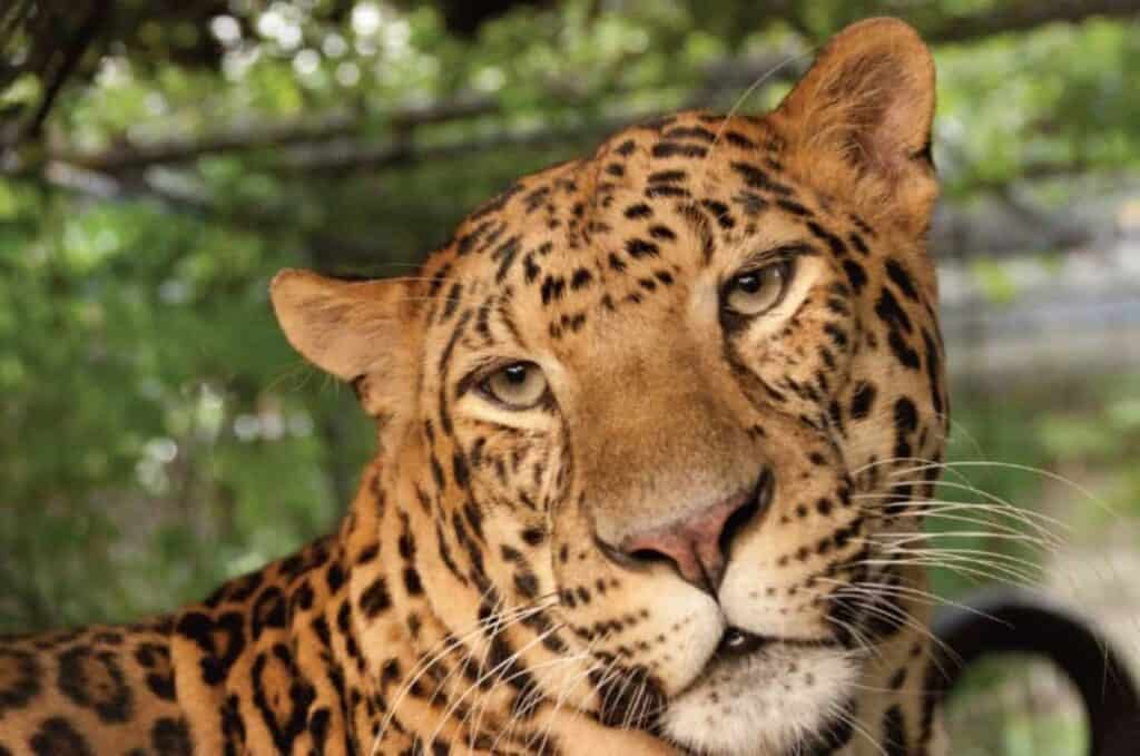 a close-up of a big cat with distinct leopard-like spots and a warm, tawny coat. The animal's head is slightly tilted, and it looks directly at the camera with captivating greenish eyes. The background is blurred, comprised of lush greenery, possibly indicating a natural habitat or enclosure setting. The focus of the image is primarily on the face of the animal, highlighting the intricate patterns of its fur and the texture of its whiskers.