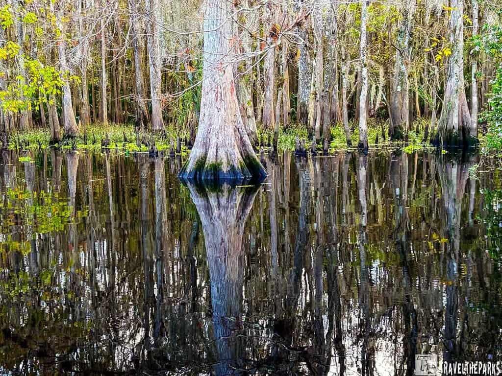 Cypress trees reflected in the water at Blue Springs State Park.