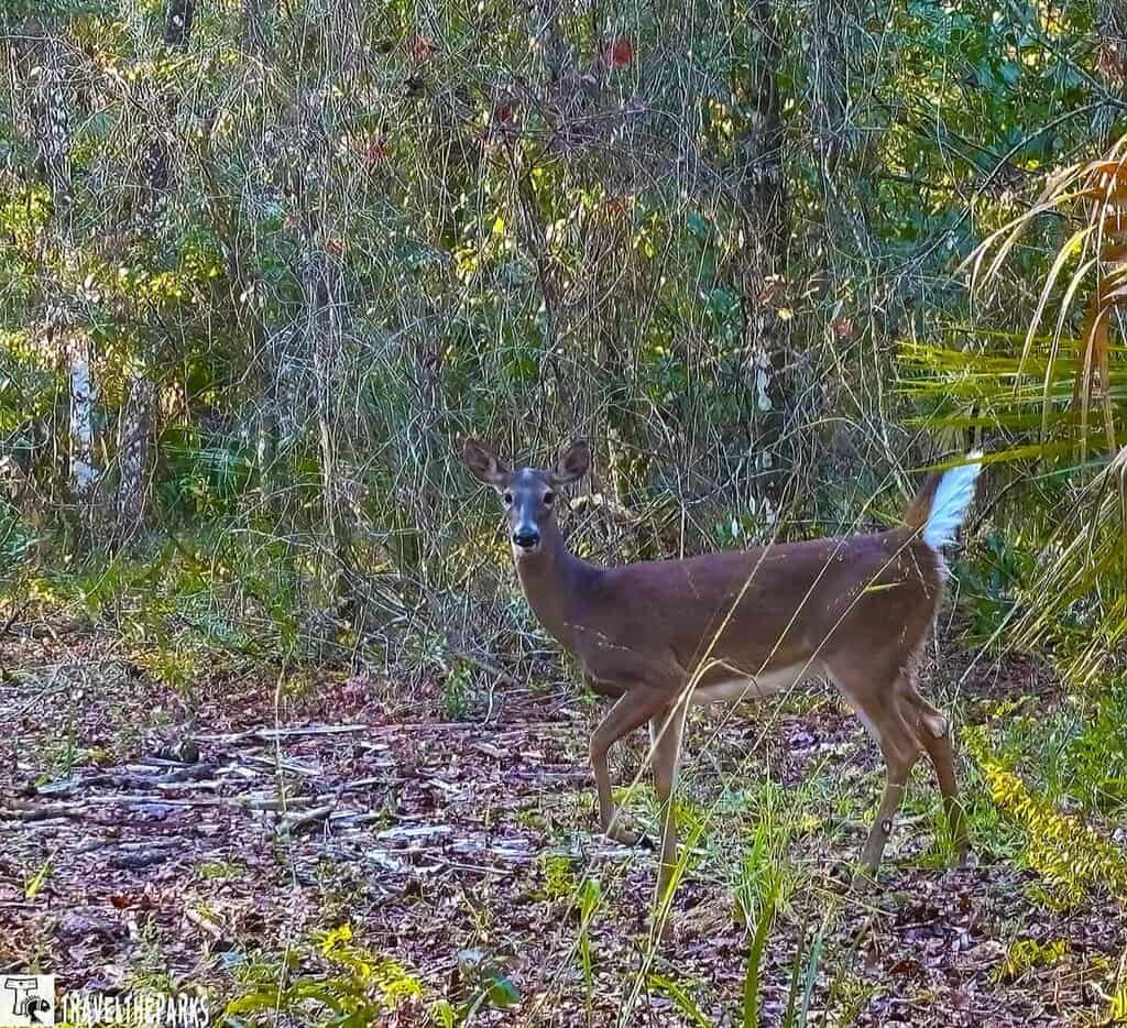 A deer standing in a wooded area surrounded by greenery at Blue Springs State Park.