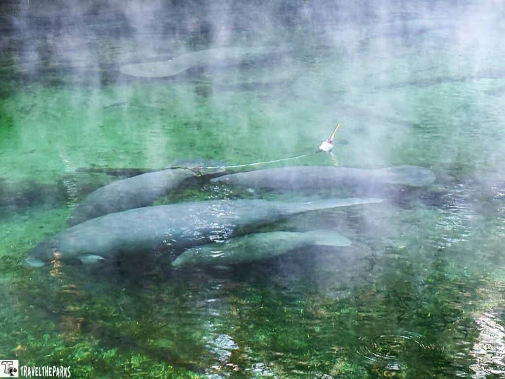 Manatees underwater in clear, green water at Blue Springs State Park with mist above.