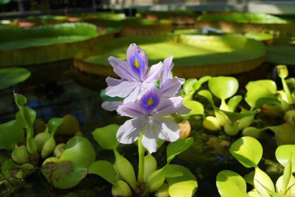 Purple water hyacinth flowers with green leaves floating on water in a sunlit aquatic scene.