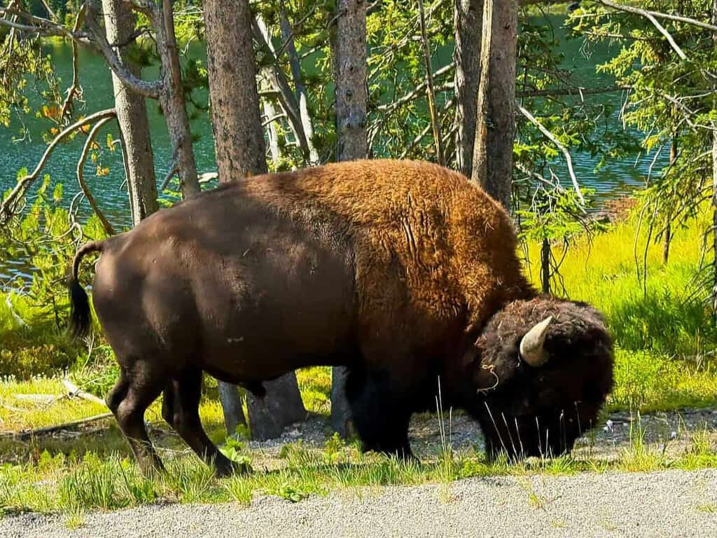 A bison grazing near a lake with trees in the background.