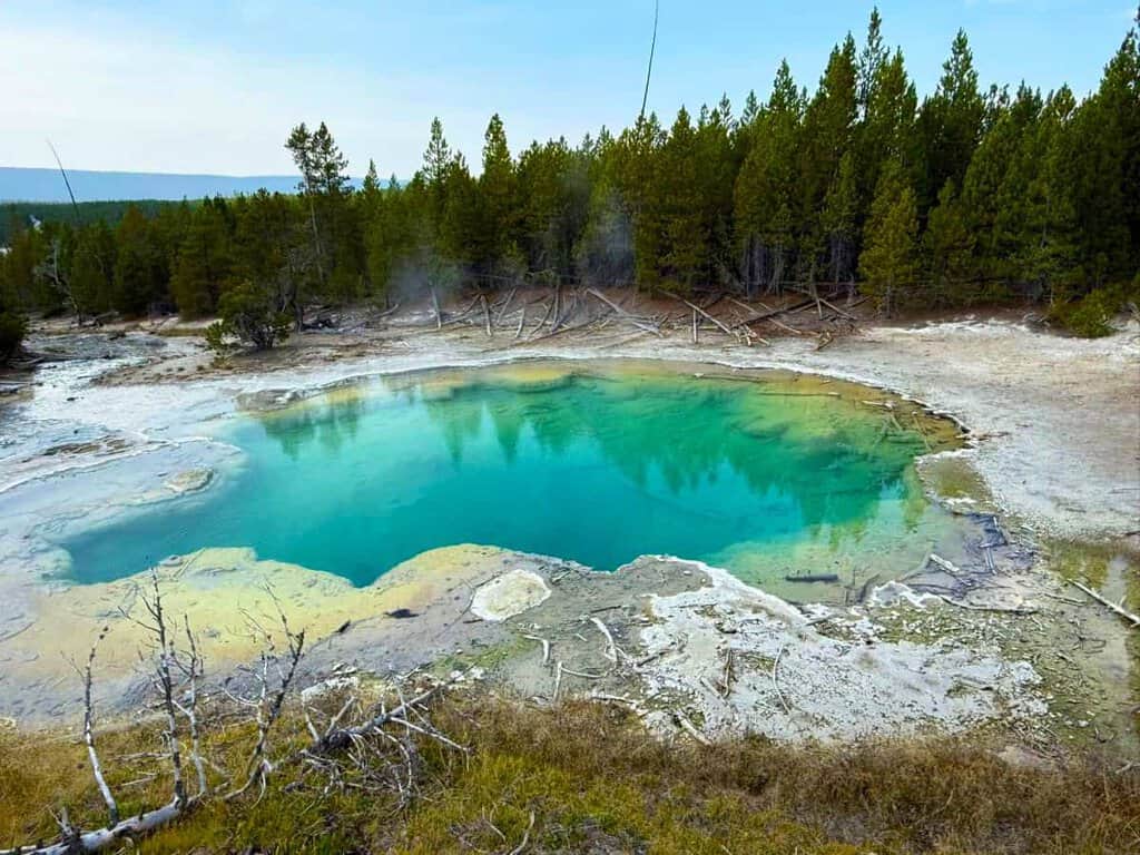 A geothermal hot spring with turquoise water surrounded by a forest of coniferous trees.