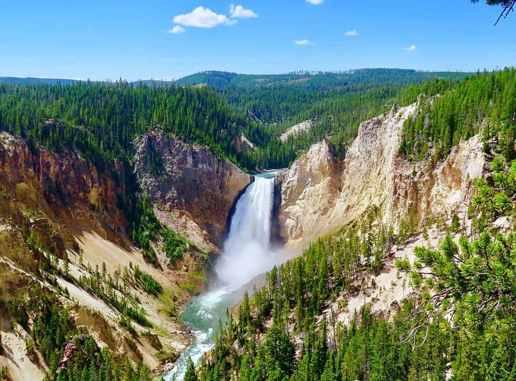 Lower Waterfall in a forested Yellowstone canyon under a blue sky.

