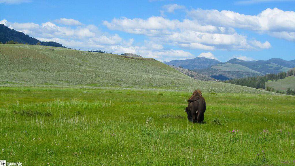 Bison standing in a green valley with hills and mountains in the background under a blue sky with clouds.

