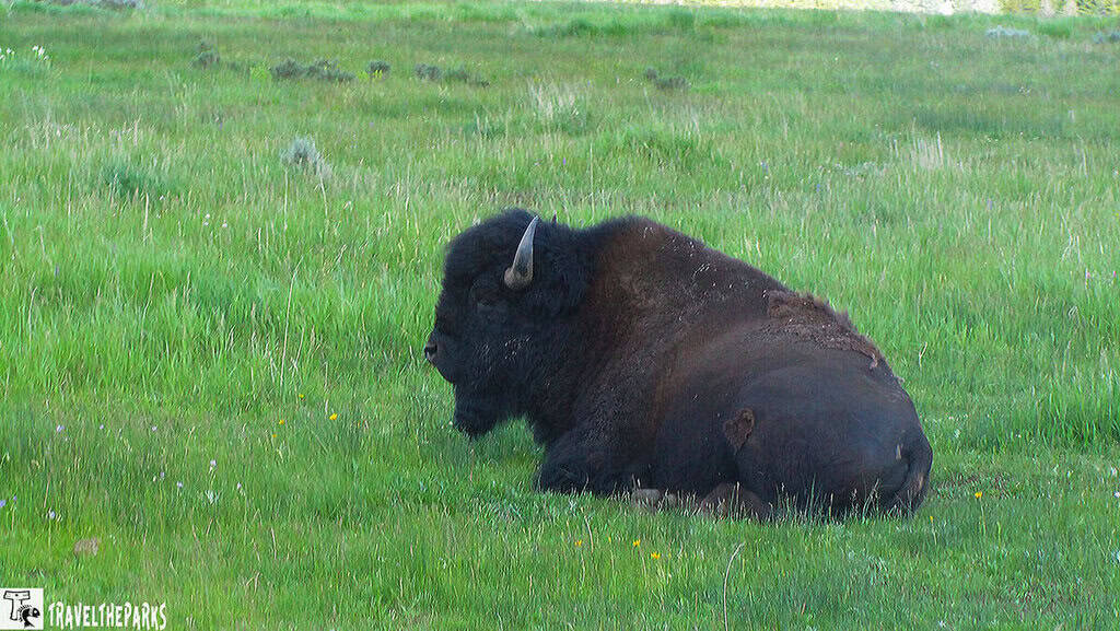 A bison resting in a green grassy field.

