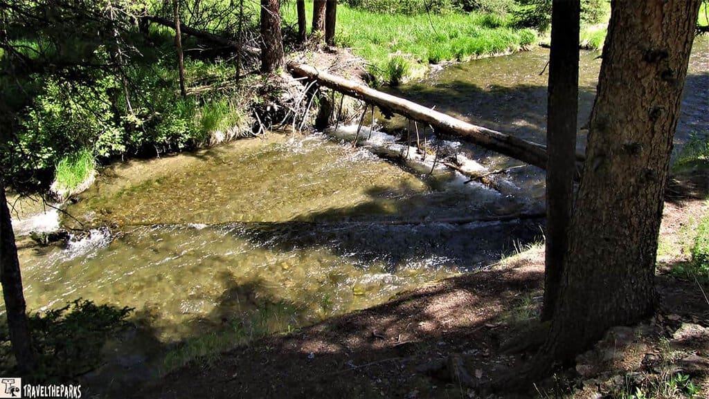 Lava Creek Picnic Area, Yellowstone National Park: filtering through the canopy.