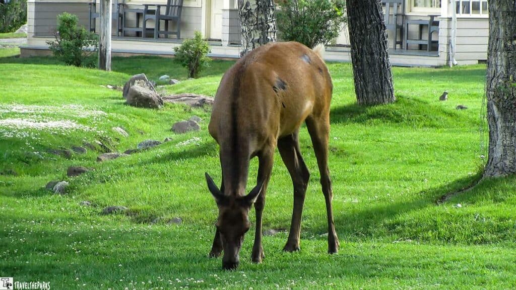 A brown elk grazing on a green lawn in front of a building with trees and shrubs.

