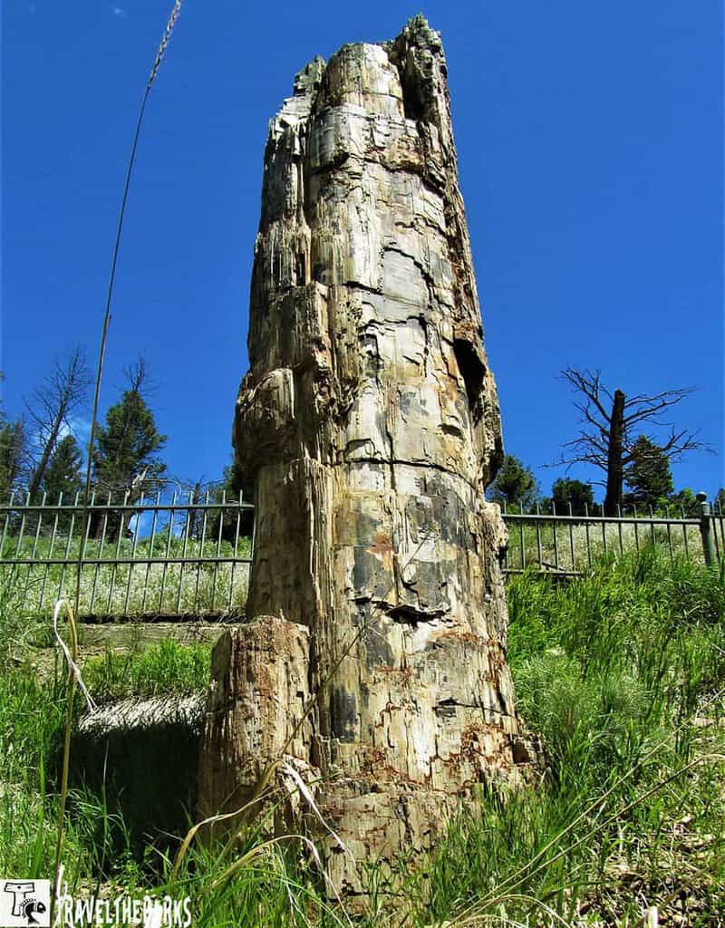 Tall petrified tree trunk with layered textures against a blue sky and green foliage.