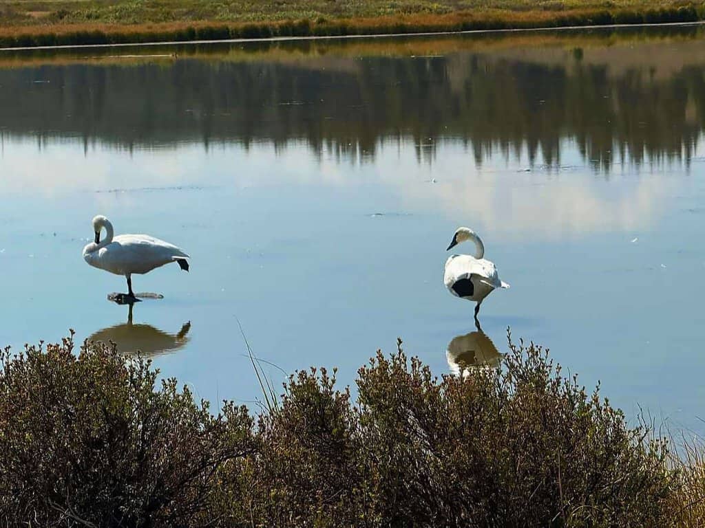Two swans standing on one leg in a reflective pond, surrounded by shrubs and distant greenery.