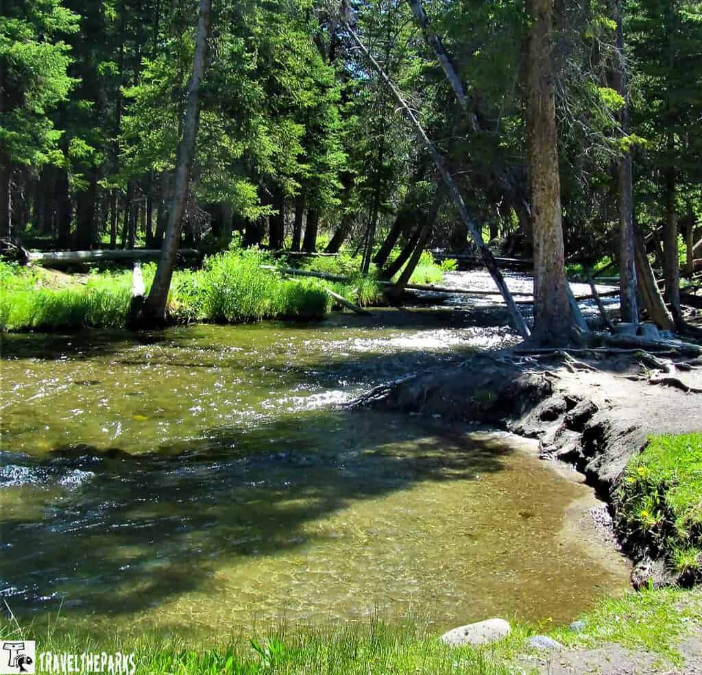 Lava Creek Picnic Area, Yellowstone National Park: filtering through the canopy.
