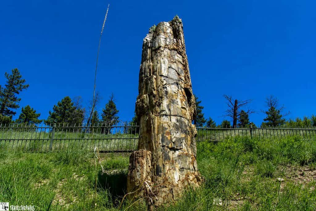 Tall petrified tree trunk with layered textures against a blue sky and green foliage.