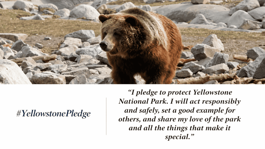 A brown bear walking through a rocky area in Yellowstone National Park with a pledge to protect the park written below. Transcribed Text: “I pledge to protect Yellowstone National Park. I will act responsibly and safely, set a good example for others, and share my love of the park and all the things that make it special.”
