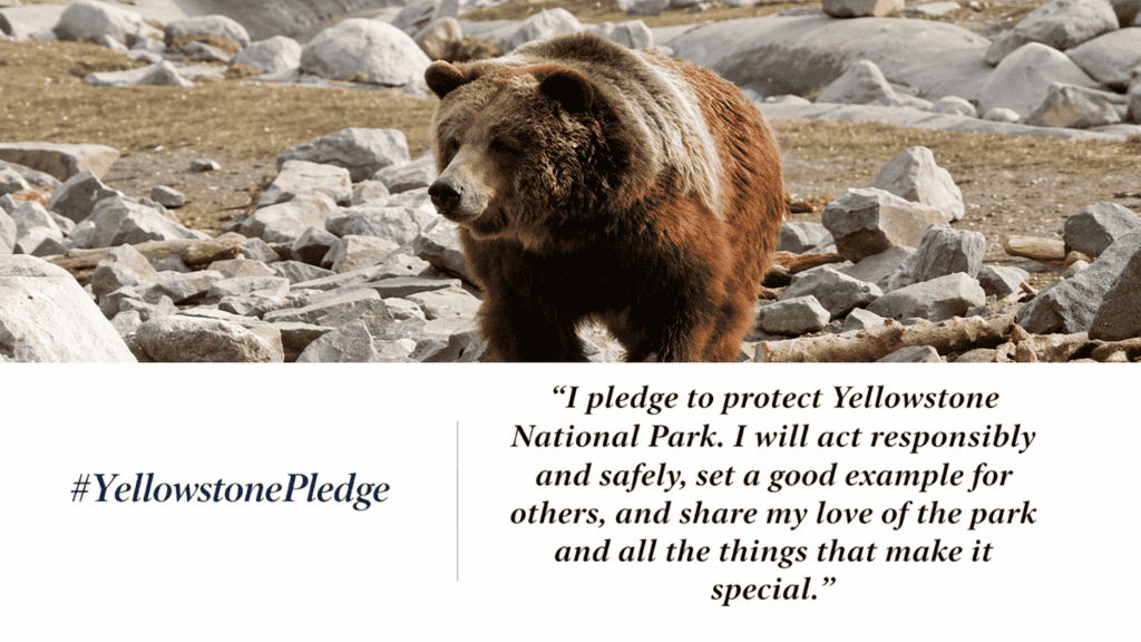 A brown bear walking through a rocky area in Yellowstone National Park with a pledge to protect the park written below.

Transcribed Text:

“I pledge to protect Yellowstone National Park. I will act responsibly and safely, set a good example for others, and share my love of the park and all the things that make it special.”