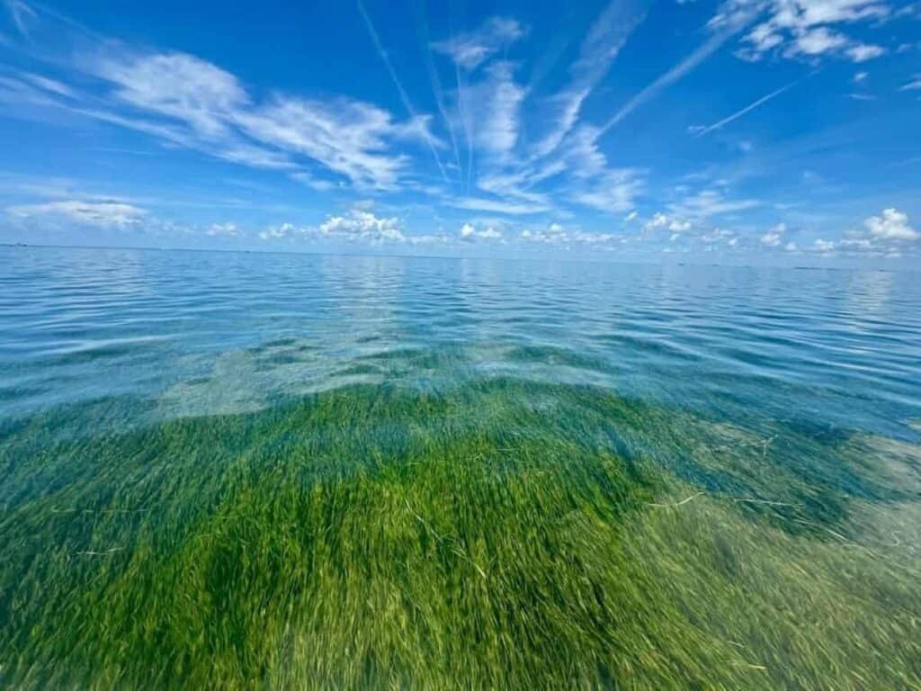 Clear water with green seagrass under a blue sky with wispy clouds.