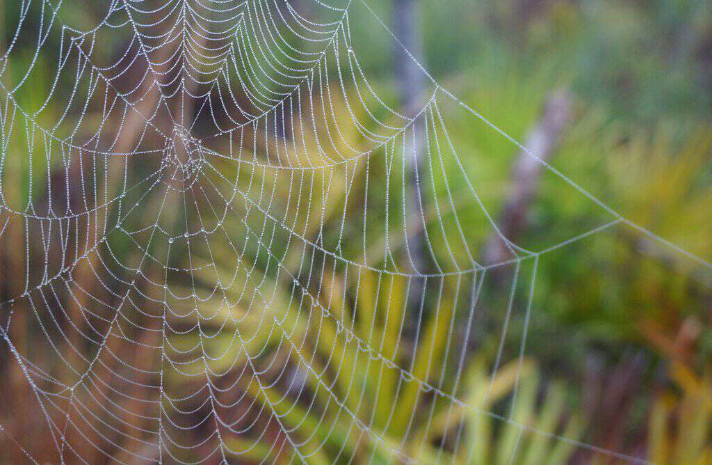 Golden Orb Spider Web: Spider web with dew droplets on branches.