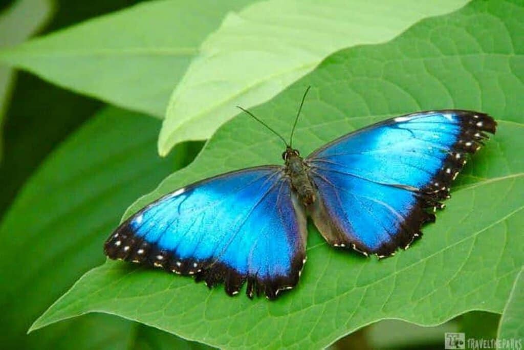 Blue Morpho Butterfly: A bright blue butterfly on a green leaf.