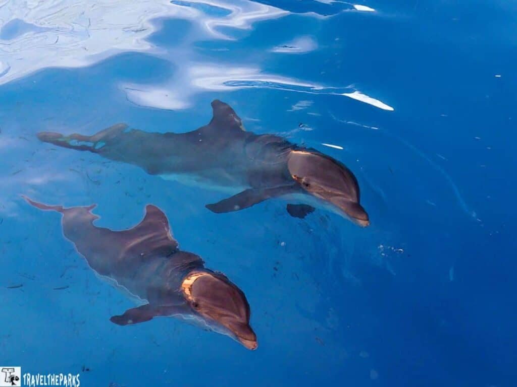 Two dolphins swimming in clear blue water.