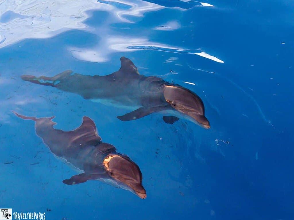 Two dolphins swimming in clear blue water.