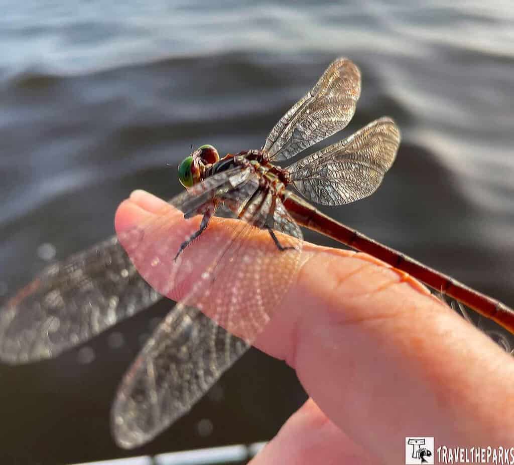 A dragonfly with transparent wings and green eyes perched on a person's finger near water.