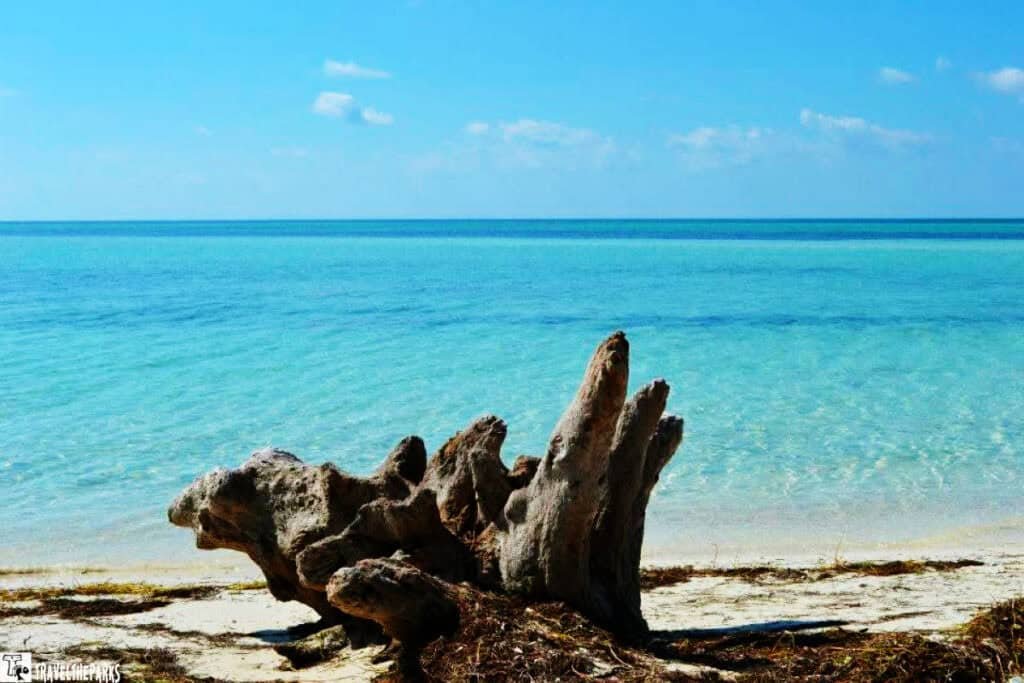 Beach scene with driftwood on sand and turquoise water.