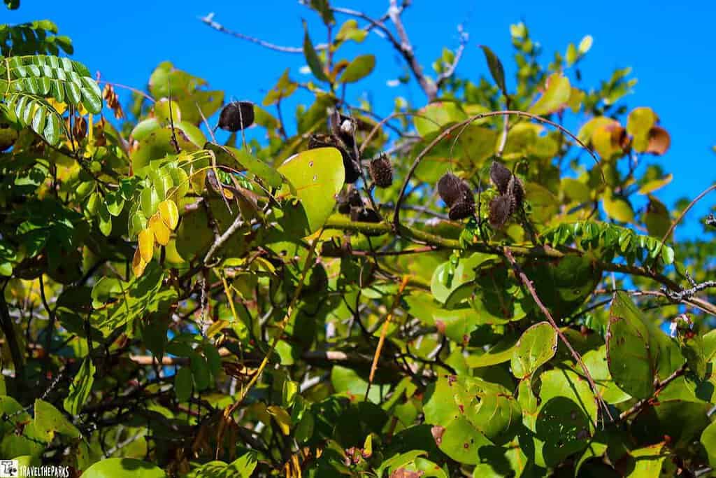 Close-up of green leaves and brown seed pods against a blue sky.