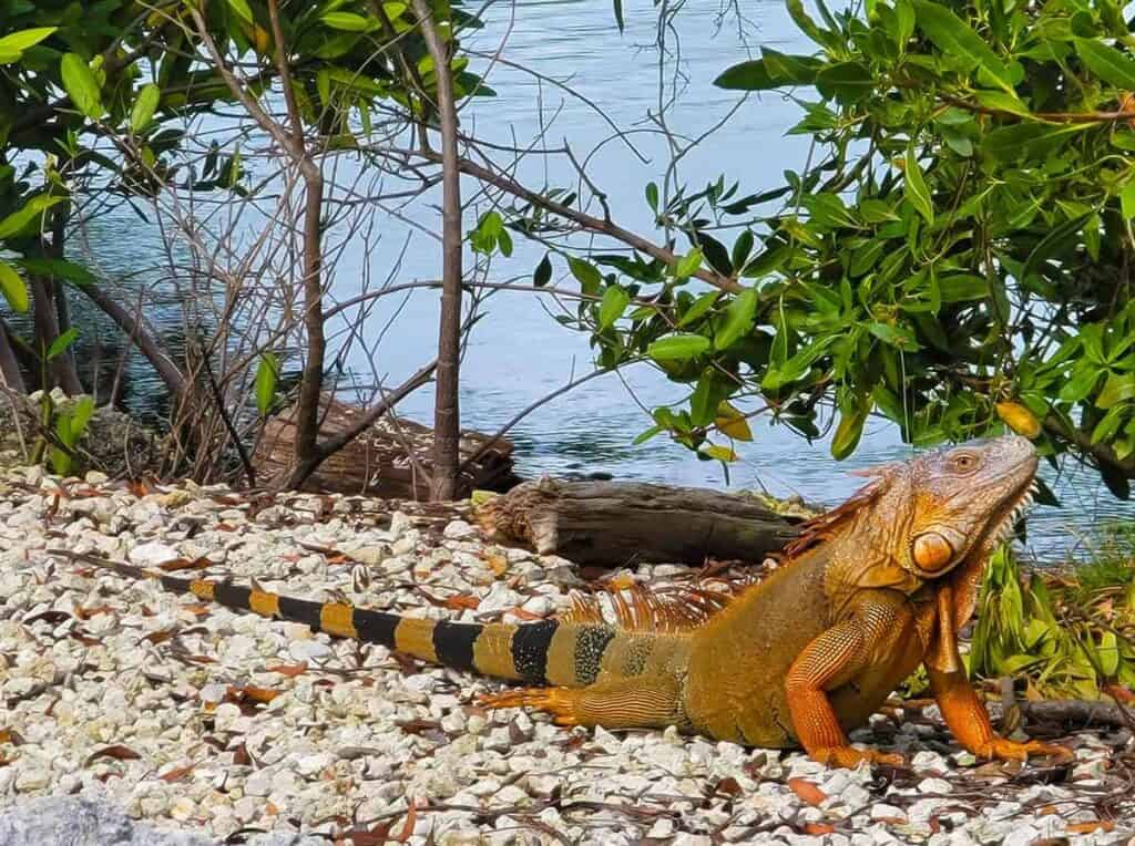 Treasures in the Florida Keys a large orange and green iguana on white pebbles with green shrubs and water in the background.