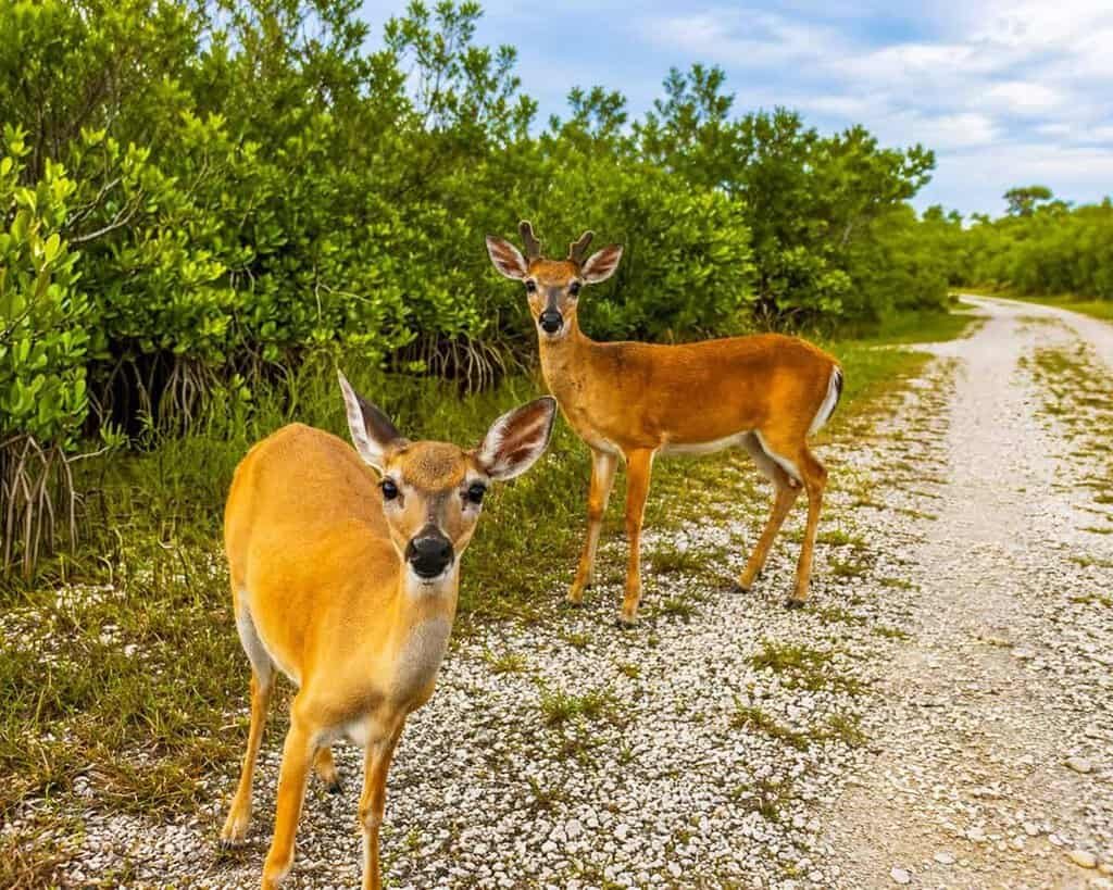 Key deer in a lush, green setting in the Florida Keys.
