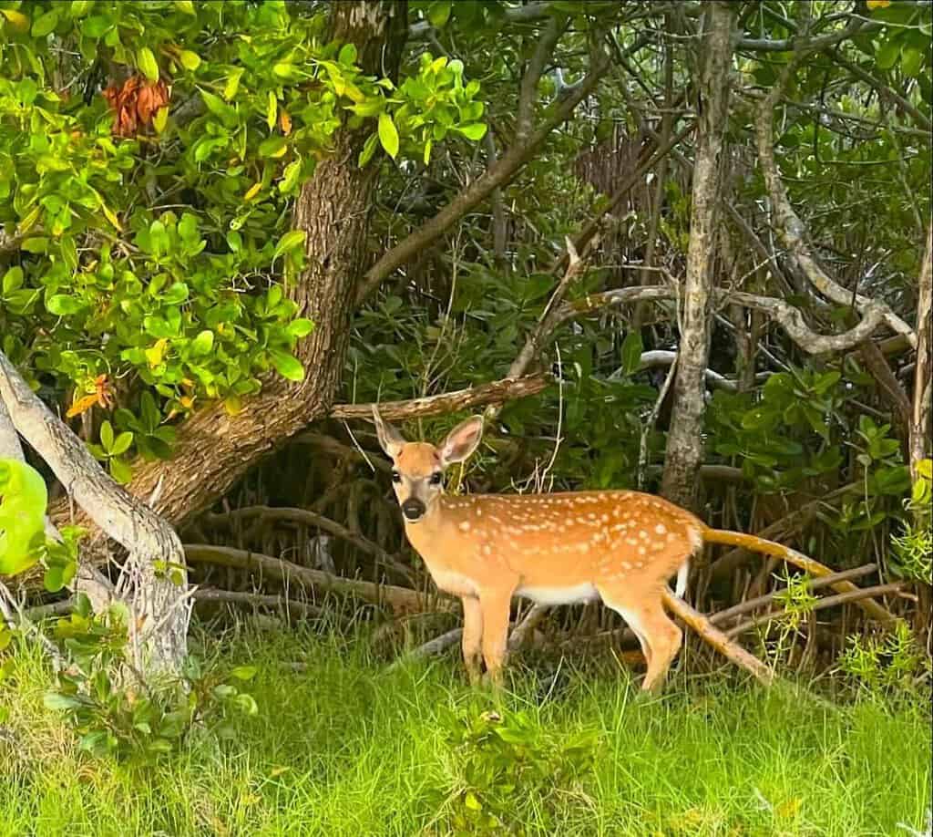 Key deer fawn in a lush, green setting in the Florida Keys.