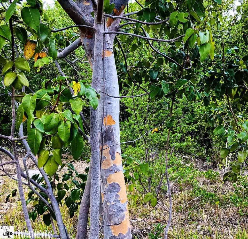 Tree with peeling orange-brown bark in a green forested area.