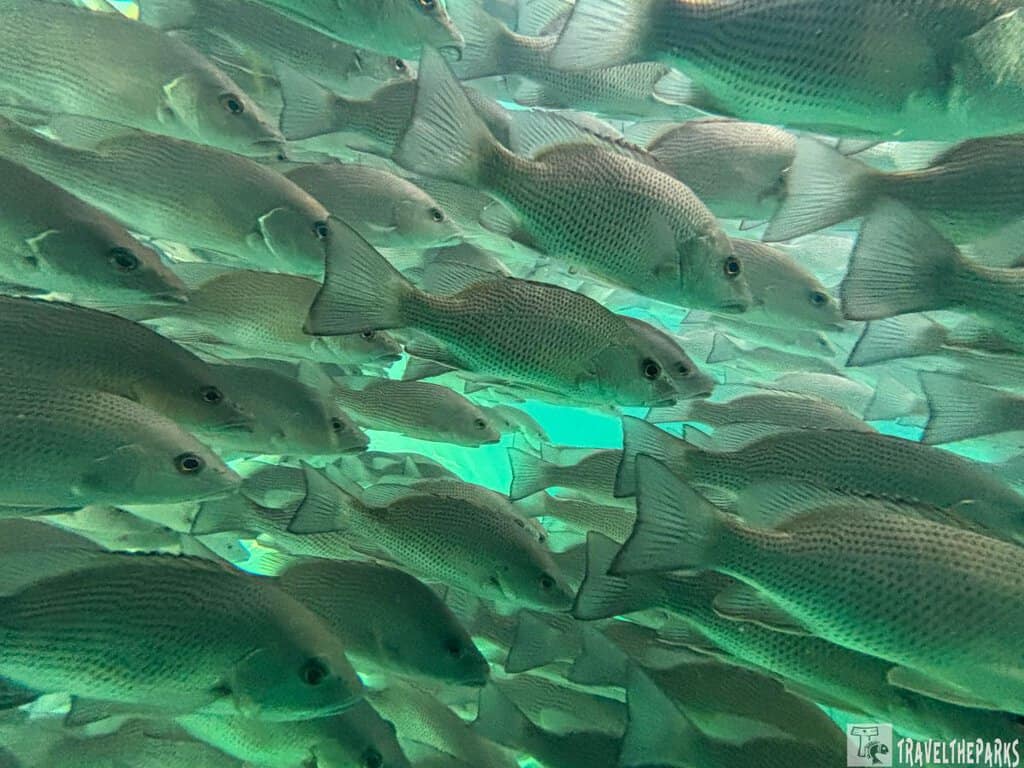A school of silvery-grey fish swimming underwater.