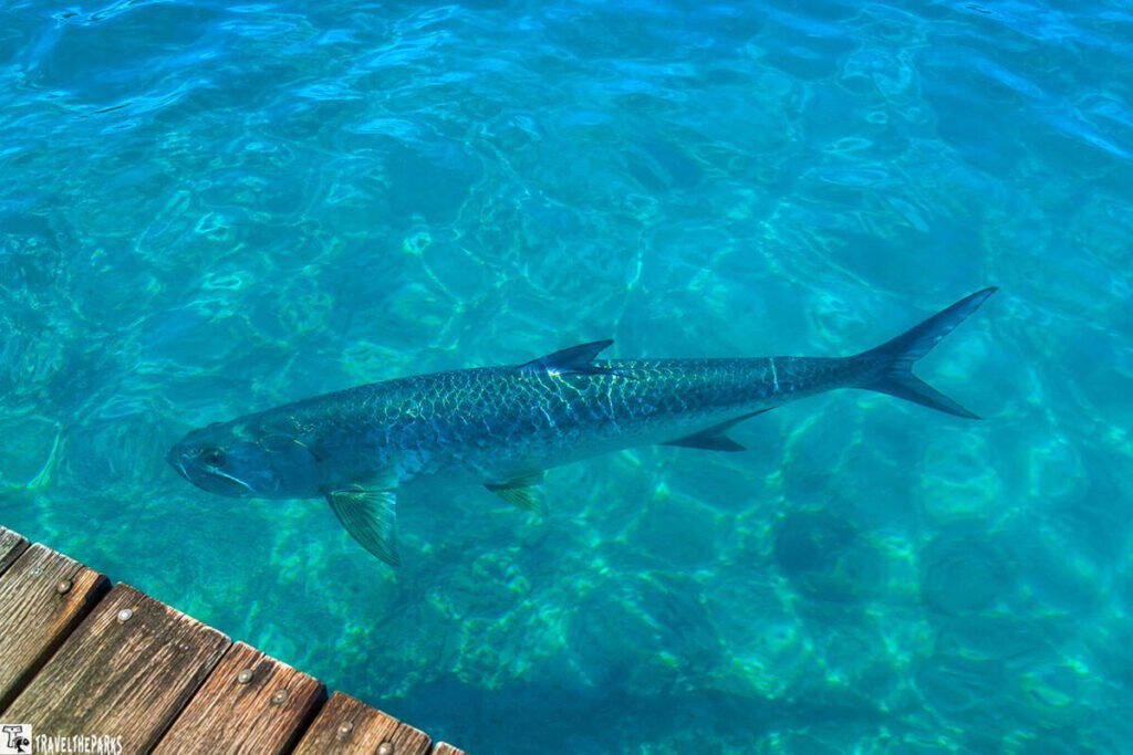 Tarpon in clear Florida Bay waters
