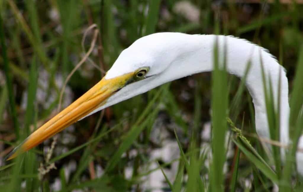 Off-the-beaten-path Florida Keys close-up of a white egret with a long orange beak among green reeds.