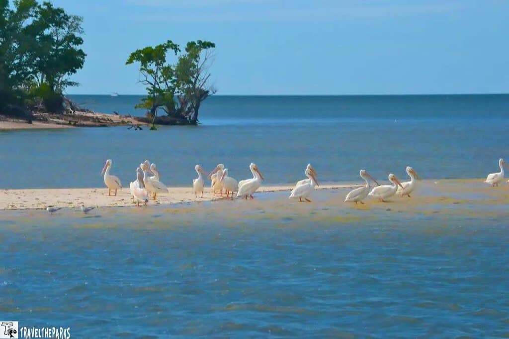 White pelicans on a sandy beach by the water, with trees and clear sky in the background.