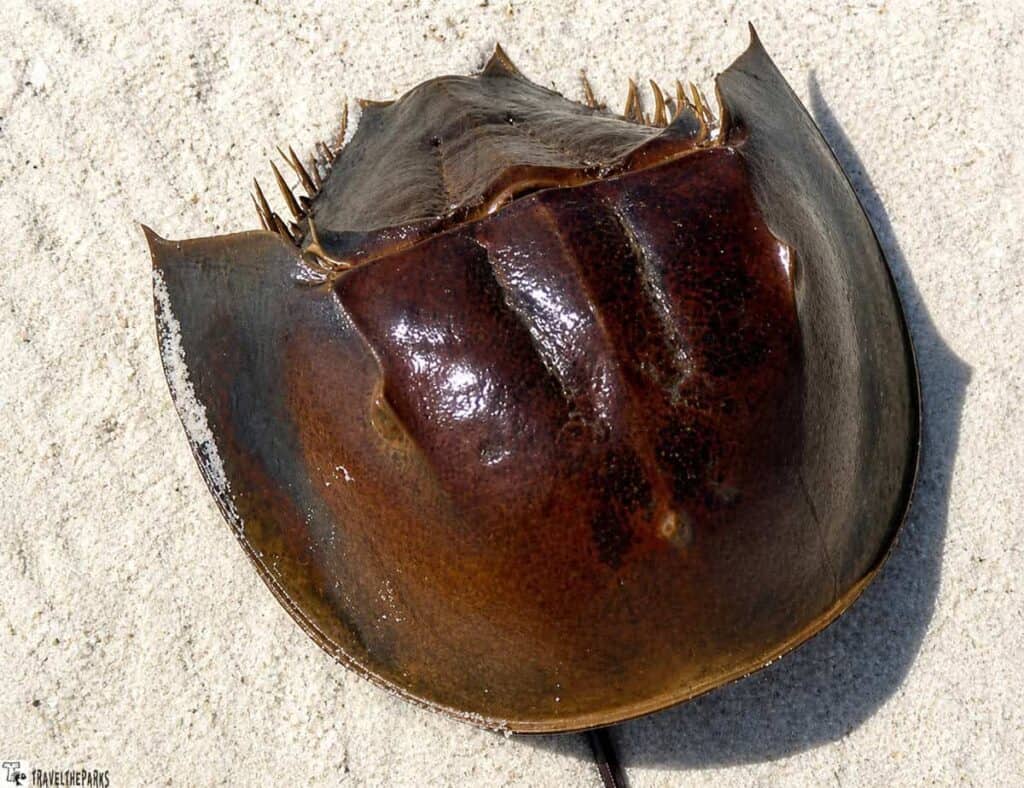 Horseshoe crab on sand with a shiny, dark brown shell an unexpected Treasure in the Florida Keys