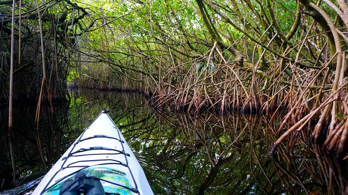 A kayak navigates through a narrow mangrove waterway with dense foliage and reflection on the water in the Florida keys.