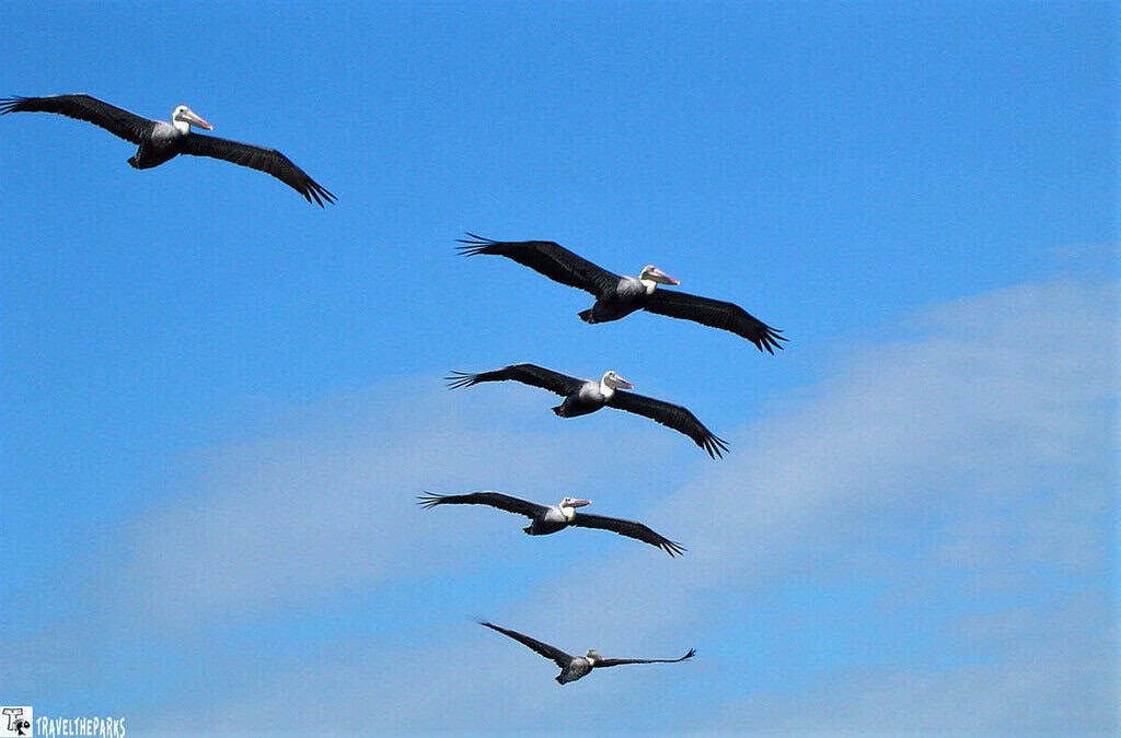 Pelican Gang in Flight Marathon Bridge: A flock of six pelicans flying in a V-formation against a blue sky.