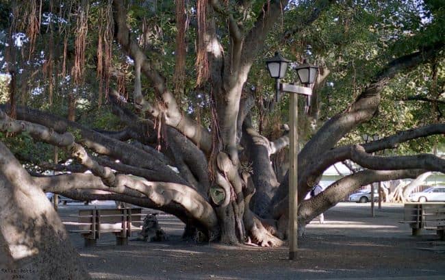 A sprawling banyan tree in Maui with benches and a lamp post in a park setting.