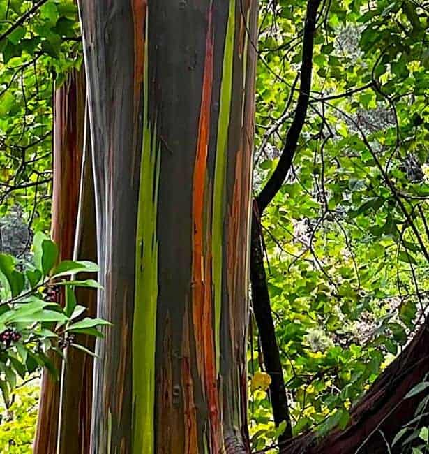 Colorful trunks of rainbow eucalyptus trees in a lush forest setting driving the road to Hana