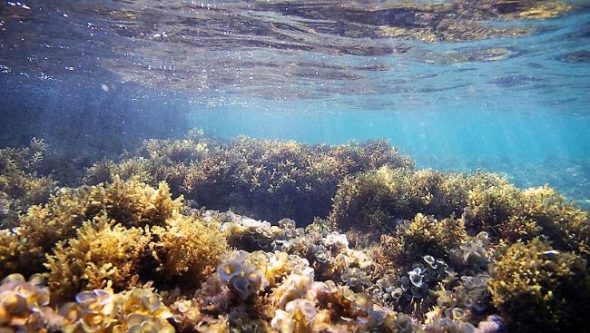 Underwater scene featuring vibrant coral reefs and various types of marine algae. Sunlight filters through the water, illuminating the diverse underwater landscape with a serene blue hue. This photo captures the magical tranquility and natural beauty of a thriving coral habitat in beautiful Maui, the Vibrant Valley Isle.