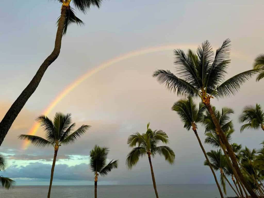Rainbow arcing over palm trees by the ocean.