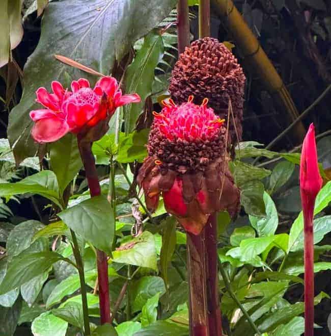 a lush, tropical scene featuring vibrant tropical plants. In the foreground, there are three prominent, pink torch ginger flowers. The flowers have layers of soft, pink petals and are supported by tall, sturdy stalks. The center of the flowers displays a mix of intricate patterns and textures, with some flowers having darker central structures. Surrounding the flowers are large, green leaves with visible veins, providing a rich background. The environment appears dense with greenery, suggesting a humid, lush setting typical of tropical areas.