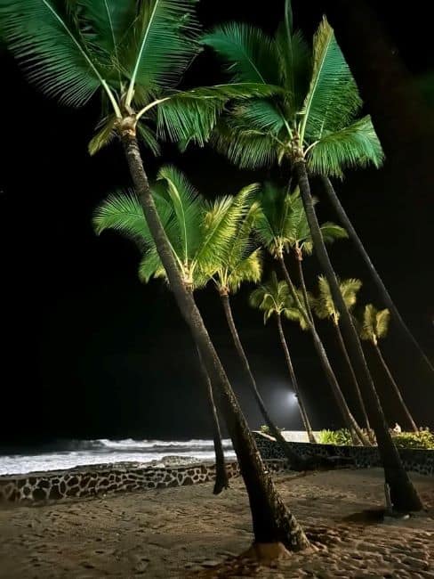 Palm trees at night on a Hawaiian beach with ocean waves in the background.