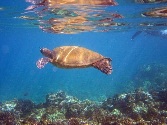 A sea turtle swims underwater above a coral-covered ocean floor in clear blue water in Maui Hawaii.

