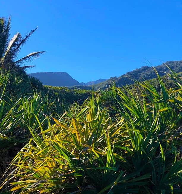 Tropical landscape on Maui with green plants, mountains, and a clear blue sky.