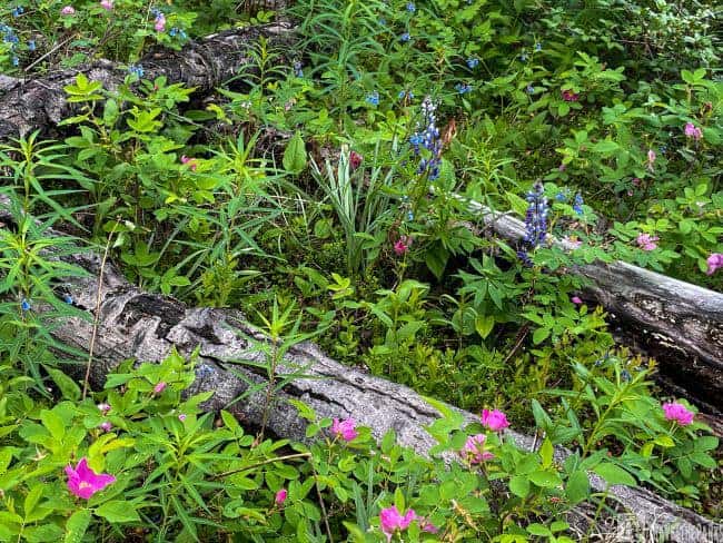 Alaska Wildflowers along the Glenn Highway Scenic Byway