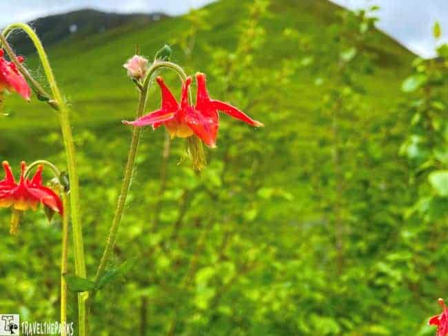 Red columbine flower against a lush green hillside at Independence Mine Hatchers Pass.